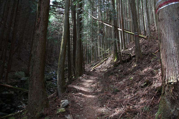 花の気配がない登山道