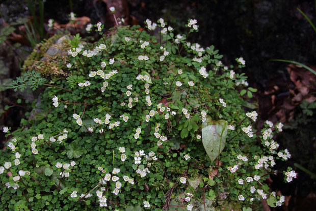 周辺の小規模な群生は、大水の難を免れ、元気に花を咲かせていた