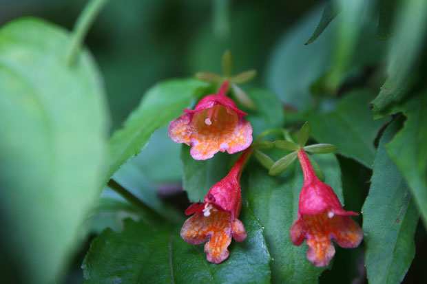 ベニバナツクバネウツギ　　花期の終盤だが、鮮やかな色の花が咲き残っていた