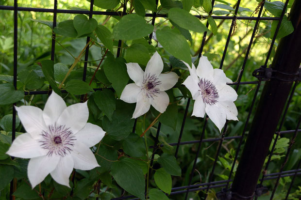 通常は萼片は8枚ですが、6枚の花も見つかった（中央）