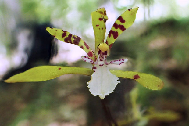 トケンランの花の正面　　風で揺れまくり、これで精一杯