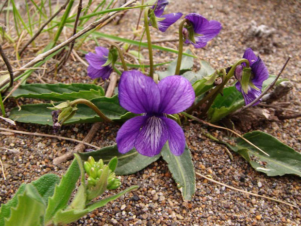 　アナマスミレ（アナマ菫）　お初の花！