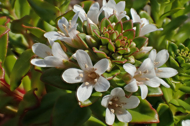 ハマボッスの花　　花の形は同じ属のオカトラノオに似ている