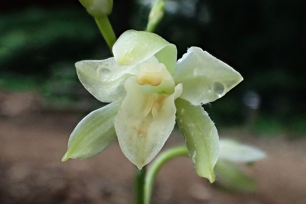 サガミランの花の正面　まだ半開状態（側花弁の丸い模様は外面についた水滴）　2017.06.25