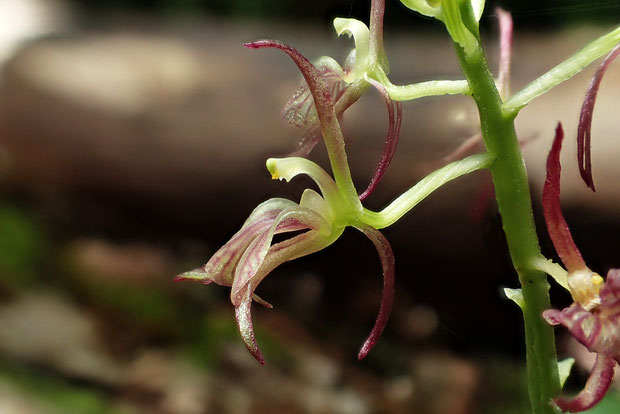 クモイジガバチの花の横顔が好きです