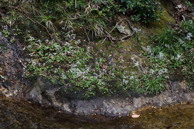 ＃５　川岸の岩の上に群生していました。　やはり川沿いの湿った岩上が好きなようです