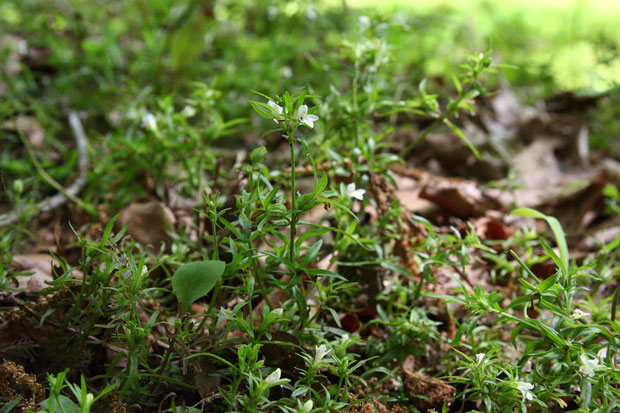 クチナシグサの茎は、地面を這ったり（倒れた？）、斜上したり、直立したりと、様々だった