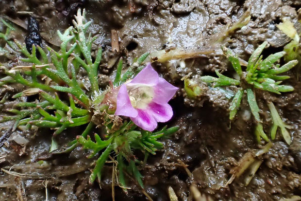 キクモ (菊藻)　オオバコ科 シソクサ属　　花の径は5mmほど　　東京都　alt=140m