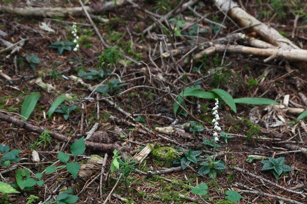 ヒメミヤマウズラの自生地は、所々苔生しているような場所でした。