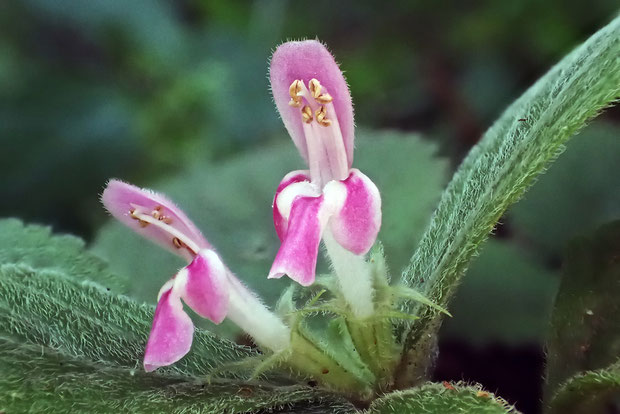 ヤマジオウの葉の表面、萼や花冠外面に白っぽい短毛が密生します。