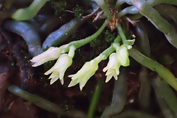 クモランは長さ1cmもない花茎を1〜5本出し、その先に1〜3個の花をつける。