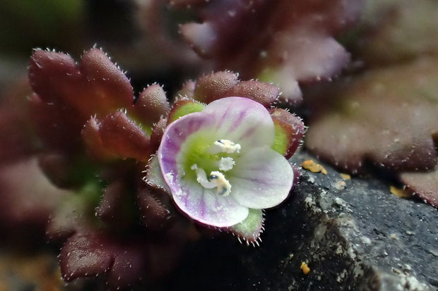 今年始めてみたイヌノフグリの花。　3月中旬以降が見頃とのことであったが、今年は花が早いのかな？