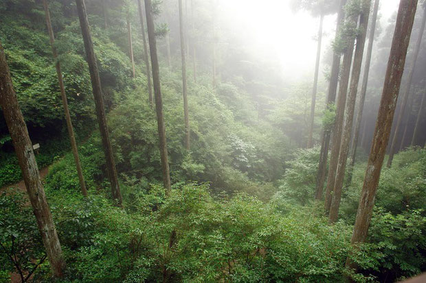 雨の山はますます蒸し暑くなってきました