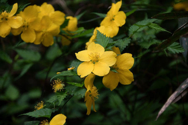 ヤマブキ　花弁は5枚（八重咲きもある）