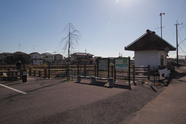 自生地を潰して築かれた土手に駐車場が造られていた。　記念樹なのか、枝垂桜が植えられていた。