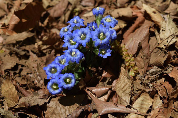 フデリンドウがまとまって咲いていた　花は終わりかけだが、これだけたくさんいるとキレイ