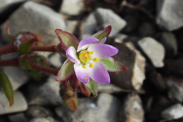 ウシオハナツメクサの花　　ウシオツメクサかも知れないと、かなり悩みました