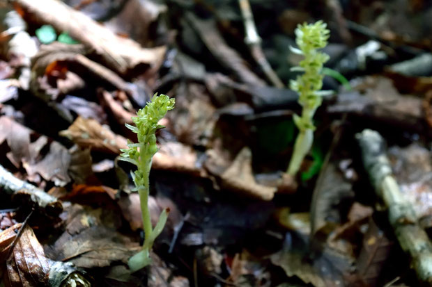 カイサカネランは、落葉広葉樹林下などに生える、高さ10〜15cmの菌従属栄養植物