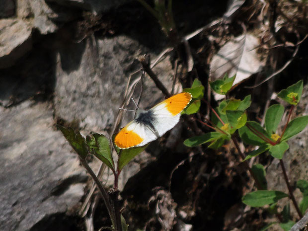 　クモマツマキチョウ　(雲間褄黄蝶)　　2012.05.27　長野県　　alt=1520m位だったかな？