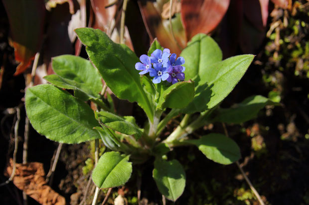 エチゴルリソウは、花茎を伸し切る前から、たくさん花を咲かせる