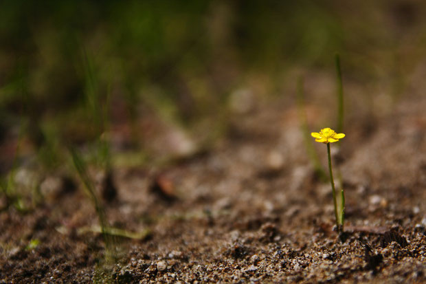 ちっこい！　イトキンポウゲの花柄の高さは2〜6cm、花の直径は6.5〜8mmほどしかありません。　準絶滅危惧。