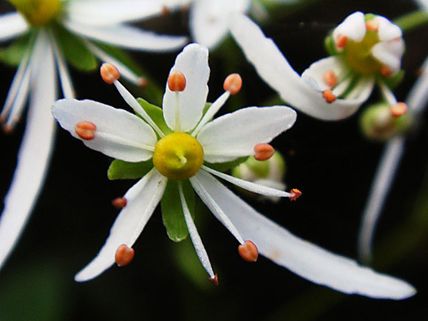 ウチワダイモンジソウの花　　花弁に浅い鋸歯がある「キレベンタイプ」もいた