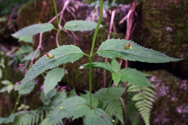 イナサツキヒナノウスツボ　花は葉脇から花序を伸ばし普通1〜3花をつけます　この写真では1花つけています