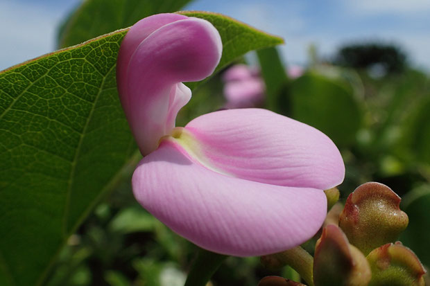 ハマナタマメの花は曲線美の花でもあると思った