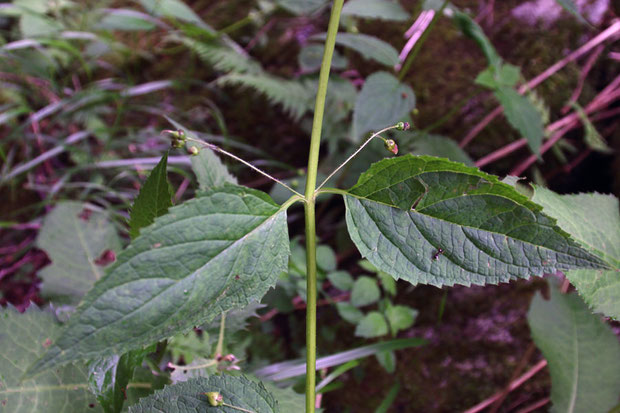 イナサツキヒナノウスツボ　この部分では3花つけています（右側は1つ落ちた？）