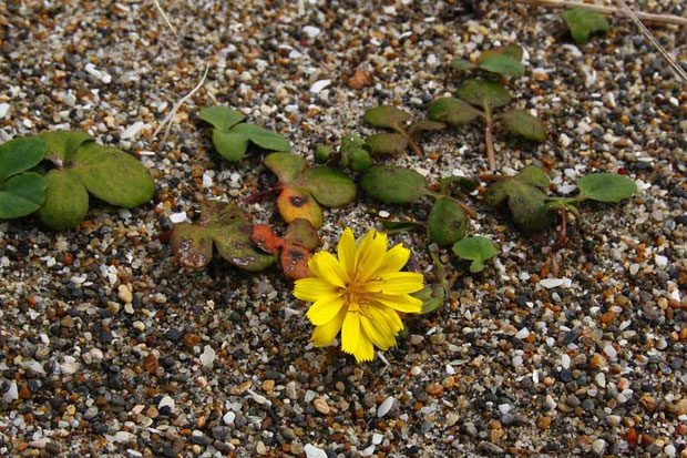 ハマニガナ (浜苦菜)　キク科 ニガナ属　　海岸の砂地に生え、地下茎を長く伸ばして増えます