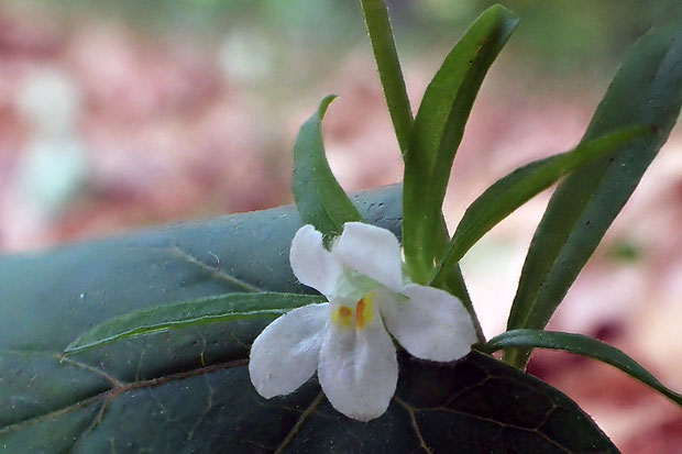 クチナシグサ (梔子草)　ハマウツボ科 クチナシグサ属　　花が白っぽく、茎も明るい緑色のタイプ