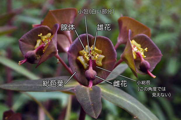 センダイタイゲキの杯状花序　　後述するが、上は雄性期の状態。