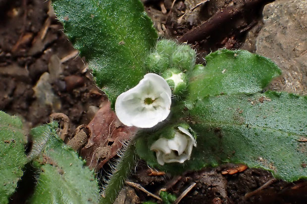 ヤマルリソウの品種です（Omphalodes japonica f. albiflora）　花はまだ平開していませんでした