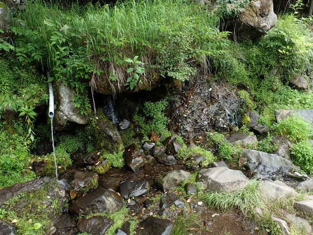 きれいな湧き水　何か花がいそう！