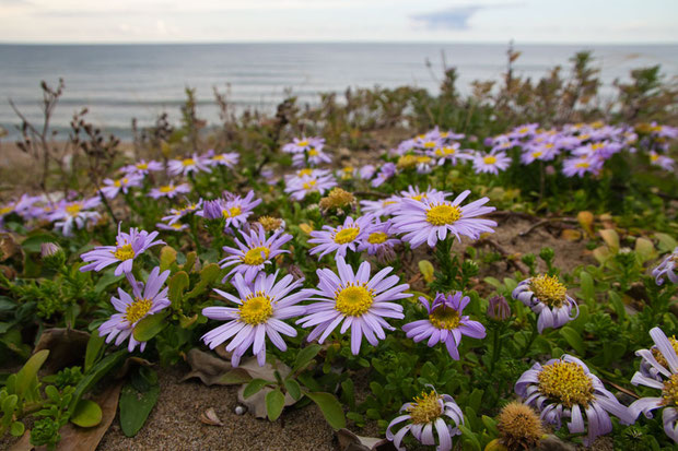 茎の高さや葉の大きさに比べると大きな花です。　直径5〜6cmの花が多かったです