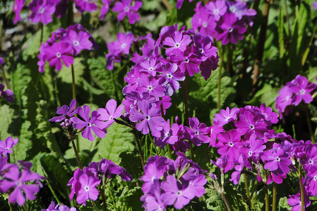 この中に花弁が６個ある花があります....　わかりますか？