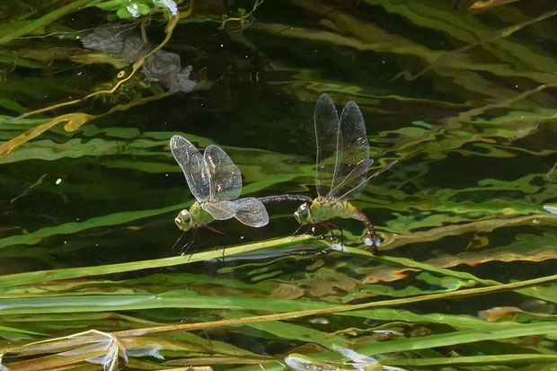 ハグロトンボなどの水辺の昆虫もいた。　上はギンヤンマの産卵