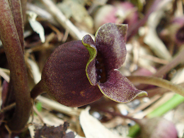 ミクニサイシンの花　紫色タイプ