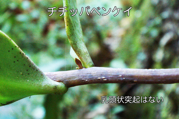 比較のため、母種のチチッパベンケイの茎を載せます。　乳頭状突起はなく、明らかに異なります。