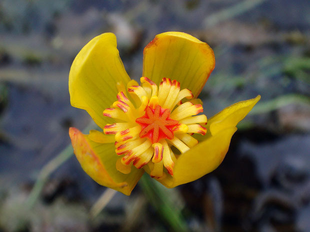 シモツケコウホネの花