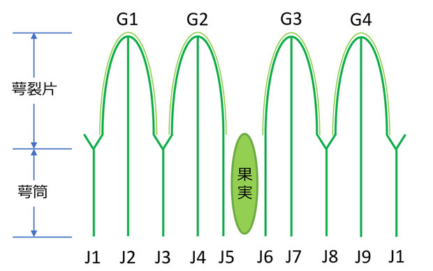 図３　萼筒の条と萼裂片の模式図（確定）