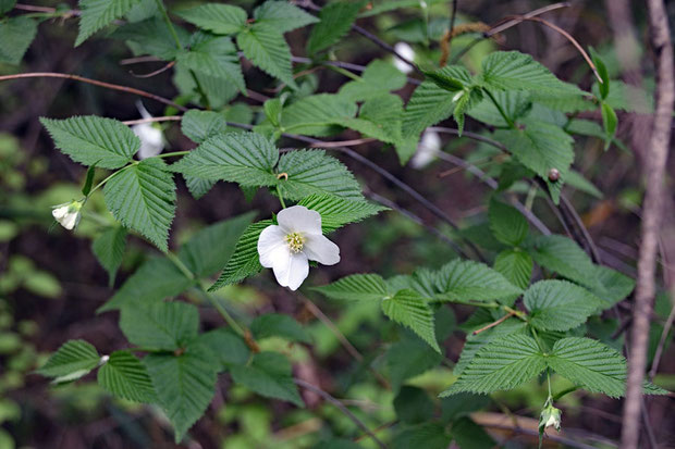 シロヤマブキ (白山吹)　バラ科 シロヤマブキ属　　シロバナヤマブキではない。植栽かその逸出だろう