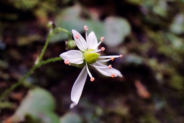 ＃５　イズノシマダイモンジソウの花の側面　　柱頭が2個突き出しているのがわかります