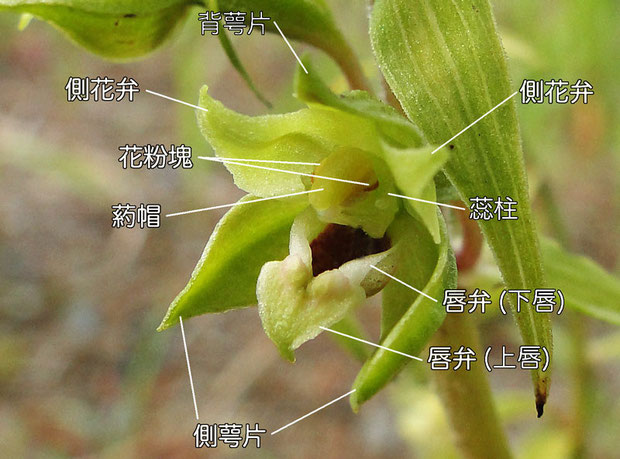 ハマカキランの花の構造（背萼片、側花弁、側萼片、唇弁、葯帽、花粉魁、蕊柱）