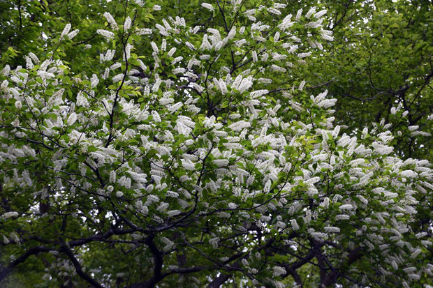 ウワミズザクラ (上溝桜)　バラ科 ウワミズザクラ属　日本固有種　　見事な花付きだった