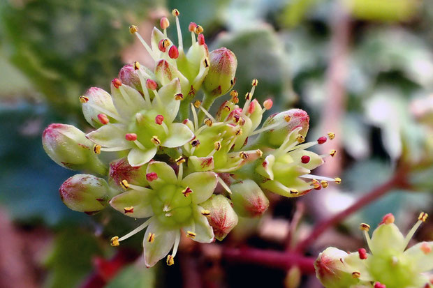 花は直径3.5mmほど。　花弁は5裂します。　葯は淡い赤色で、花粉は黄色でした