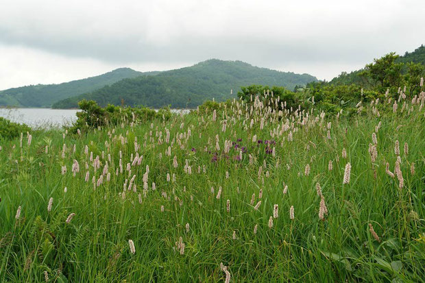 第２キャンプ場近くから弁天山方面を望む　　イブキトラノオやノハナショウブが咲き乱れる