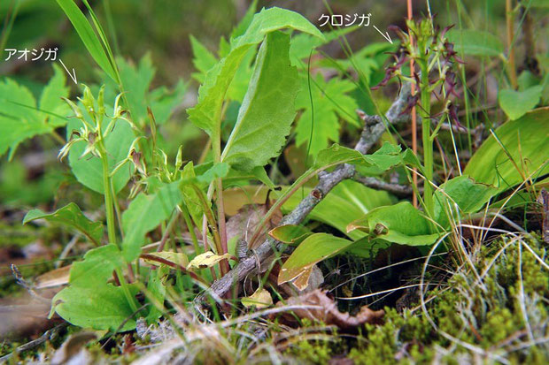 混生するアオジガとクロジガ　　2007.07.08　野反湖