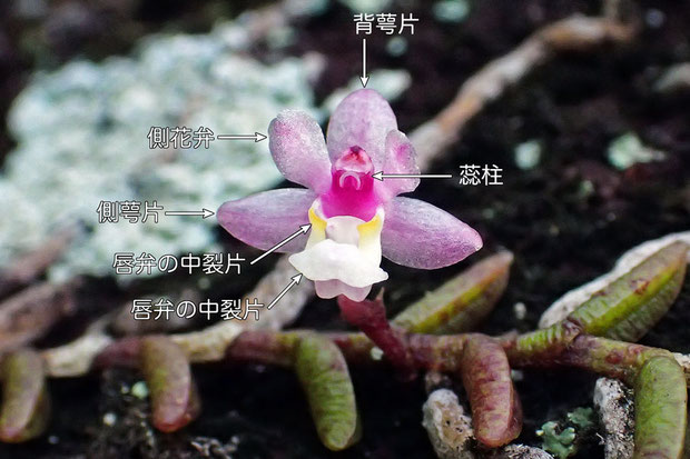 ＃８　ムカデランの花の構造（正面）