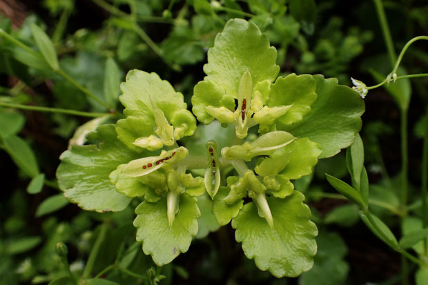 ホクリクネコノメの果実　　花は2週間くらい早いのか？